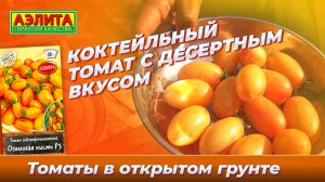 Очень красивый коктейльный томат ОГНЕННАЯ КИСТЬ F1 в ОТКРЫТОМ ГРУНТЕ