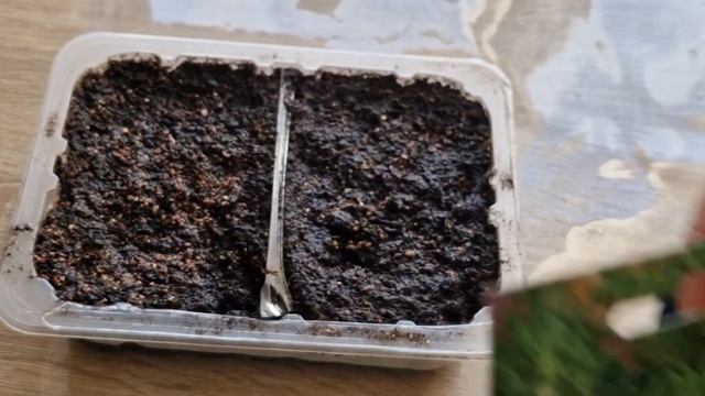 Как сажать тимьян(чабрец). Выращиваем тимьян(чабрец) из семян смотреть онлайн