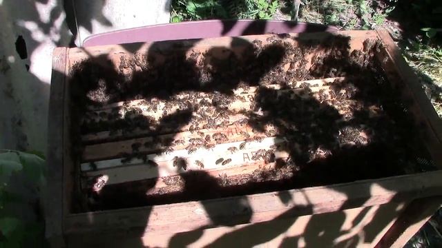 Рой возвращается смотреть онлайн