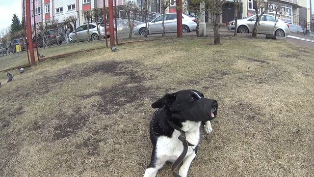 Володя Гризли 2