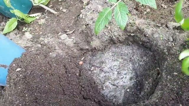 Высаживаю купированные томаты. смотреть онлайн