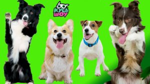 Лучшие прыжки — Кусь-шоу — Челленджи для собак и котиков