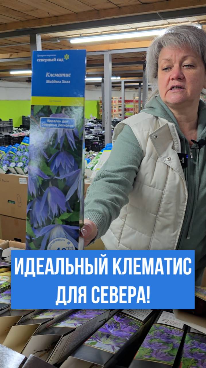 ИДЕАЛЬНЫЕ клематисы для СЕВЕРНЫХ регионов!
