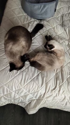 Котоложество