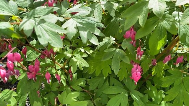 Dicentra “Bleeding Hearts” In Blooms - May 16, 2022 смотреть онлайн