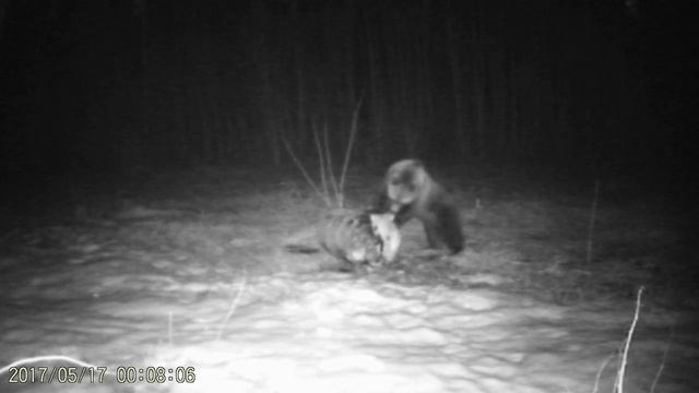 медведь на приваде