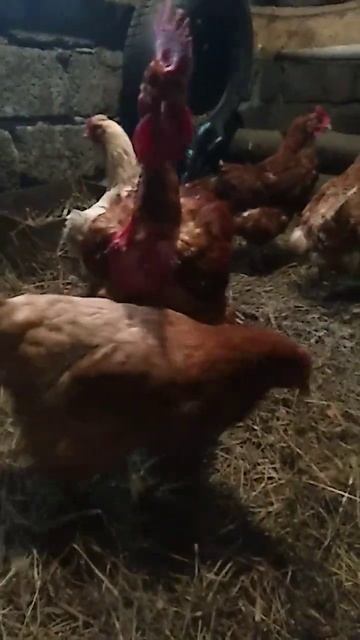Голошейный петух..ЦАРЬ КУРИЦ😅🐓 смотреть онлайн