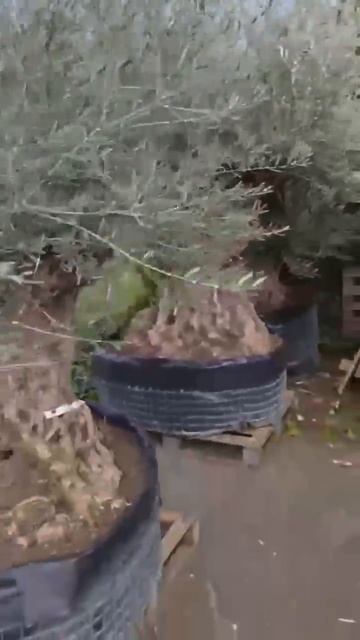 Мега большое оливковое дерево из Европы смотреть онлайн