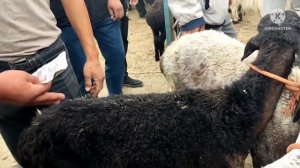 БУХОРО ЖОНДОР МОЛ БОЗОР КУЙ НАРХЛАР 19/06/2022/.