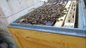 как улучшить весеннее развитие пчел - часть 2 , про дрожжи, воду и сироп , 24.03.2025