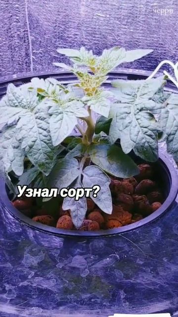 Какой сорт выбрать для гидропоники начинающего гровера установка аквапот смотреть онлайн