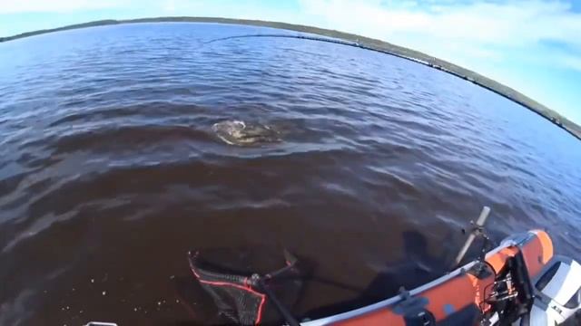 Подсечка от бедра, метровая щука получила по зубам смотреть онлайн