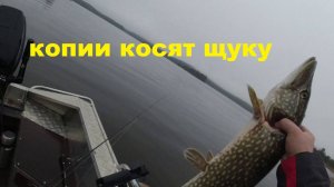 Копии косят щуку.