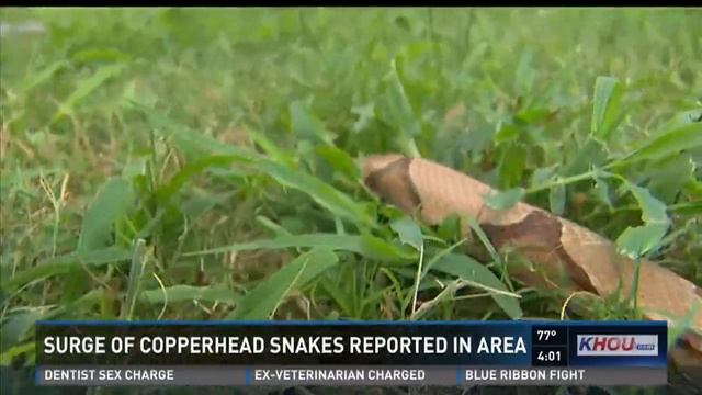 Summertime surge in copperheads linked to cicadas смотреть онлайн