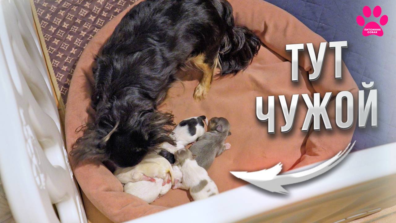 Подложили чужого щенка собаке! Поймет ли что не её? смотреть онлайн