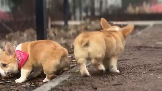 Девочки Вельш Корги Пемброк смотреть онлайн