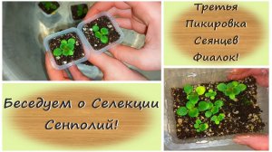 Третья Пикировка Сеянцев Фиалок! Беседуем о Селекции Сенполий!