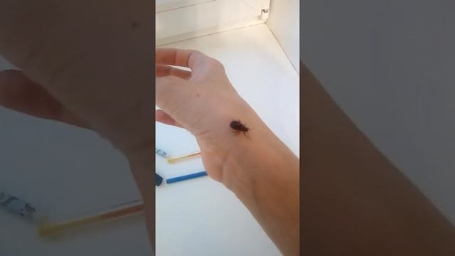 Побег клопов смотреть онлайн