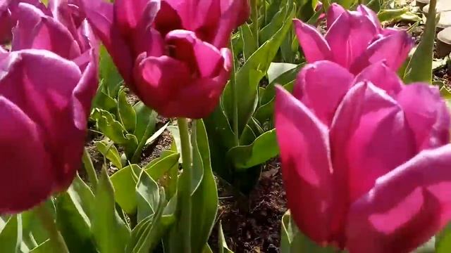 Тюльпаны в Новороссийске.21.04.19. смотреть онлайн