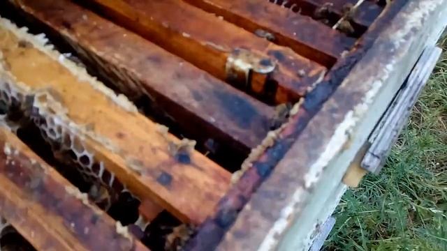 Рапс и пчелы смотреть онлайн
