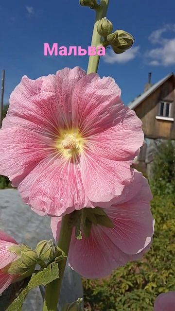 Мальва#shorts #мальва