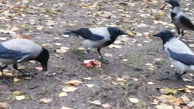 Главная самка вороны защищает еду от молодежи \ Vicious female crow defends her food from the youth смотреть онлайн