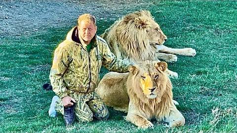 СВЕРШИЛОСЬ! В парке львов «Тайган» взял власть НОВЫЙ ВОЖАК, им стал мощный лев Гирей! смотреть онлайн