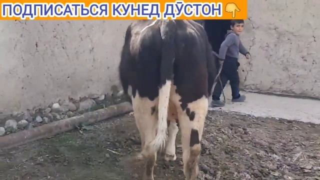 ҒУНОҶИНИ БУҒӮЗИ НАЗДИК пародаи ЧЁРНОЕ ПЁСТРИ смотреть онлайн
