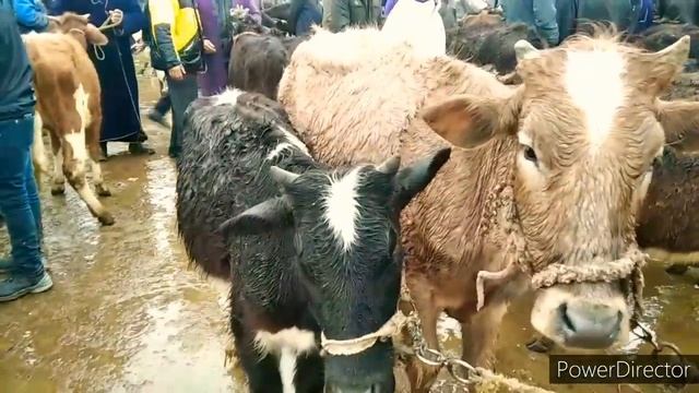 Kattaqurgon Mol Bozori КАТТАКУРГОН МОЛ БОЗОРИ