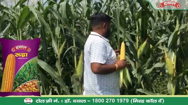 Dayal Hybrid Maize - Rudra II रुद्रा हाइब्रिड मक्का बीज - चमकदार दाने और भरपूर पैदावार смотреть онлайн