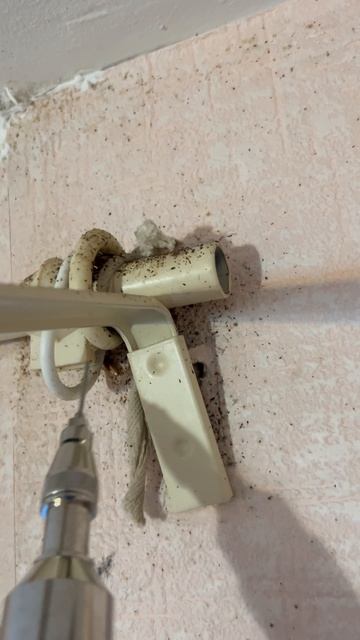 Тараканы спрятались за карнизом 😳