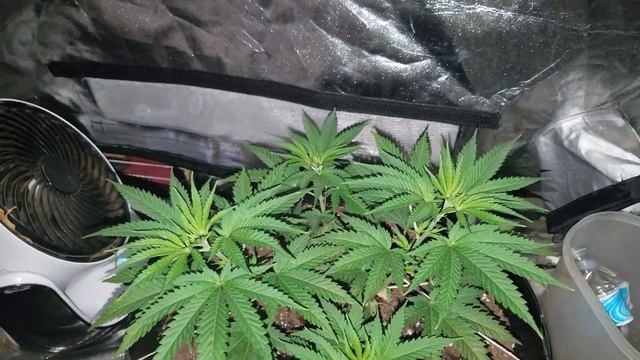 French Macaron And G13 Haze Update