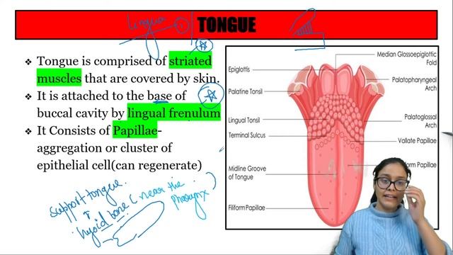 Digestion and absorption part 1 #teeth #tongue #basicofdigestion смотреть онлайн