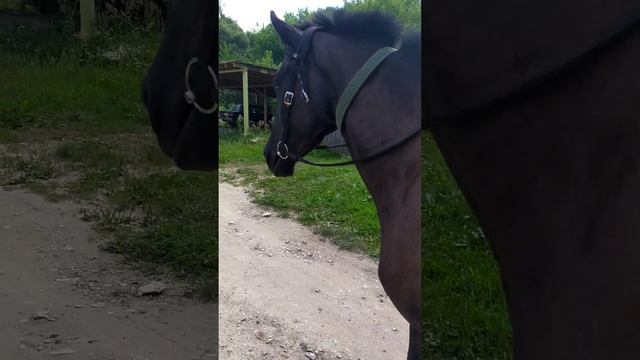 В соседнее село) #лошадь смотреть онлайн