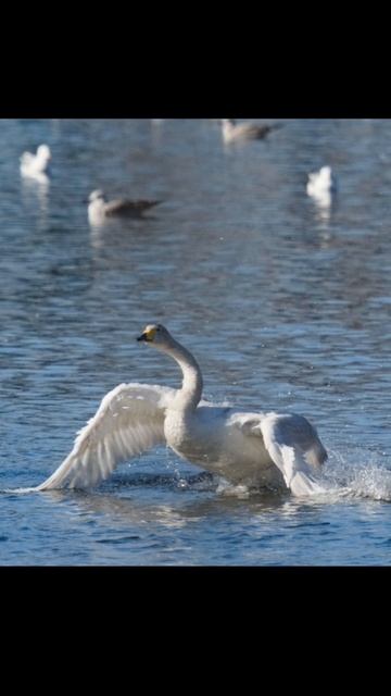 Лебедь кликун