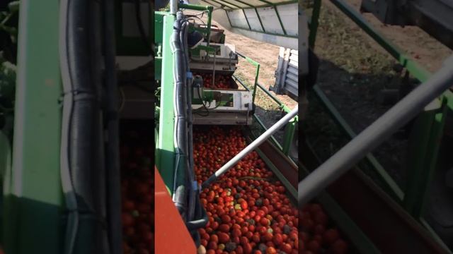 Domates toplama смотреть онлайн