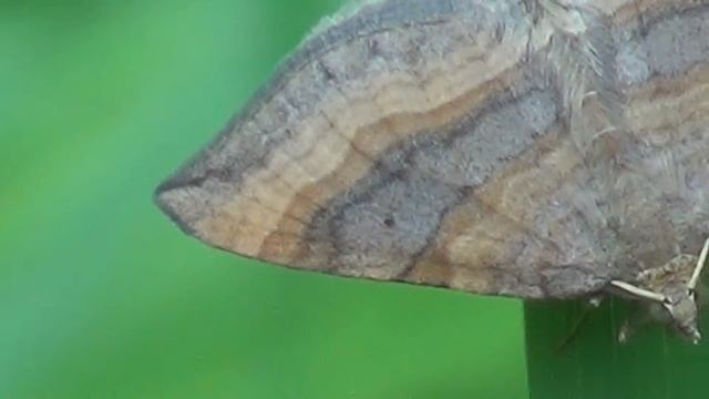 Pihamittari ( Scotopteryx chenopodiata ) смотреть онлайн