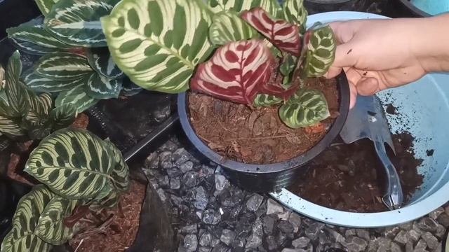 สูตรดินปลูกต้นคล้าต่างๆ วิธีปลูก วิธีดูแลต้นคล้าสายพันธุ์ต่างๆ สูตรปุ๋ยบํารุงต้นคล้าสายพันธุ์ต่างๆ смотреть онлайн