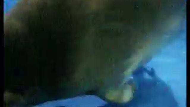 Baikal seal смотреть онлайн