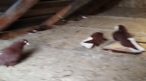 Голуби. Красные белохвостые.