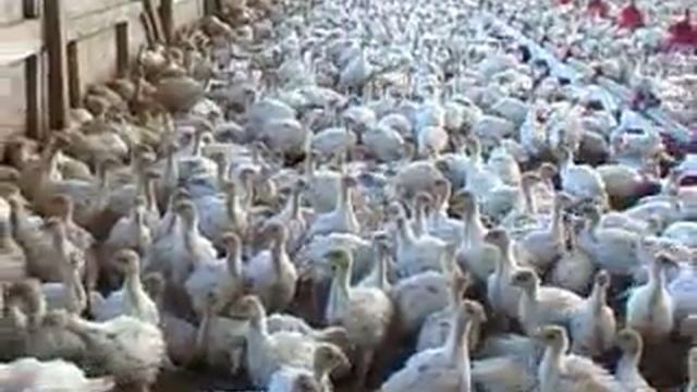 Farm to Market: Poultry and Eggs (clips) смотреть онлайн