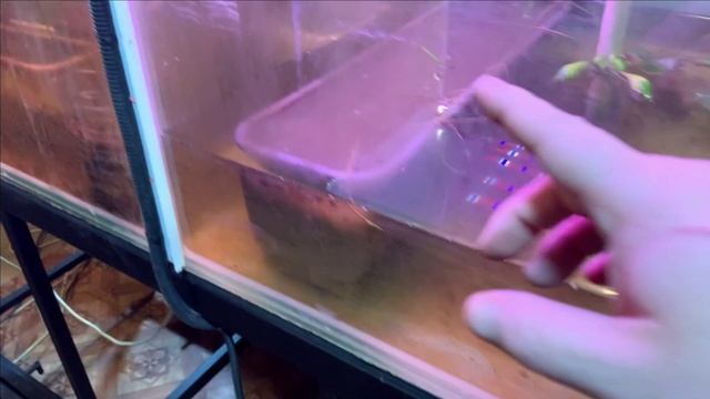 Пруд в гараже.Лотосов все больше.Скоро все посадим. смотреть онлайн