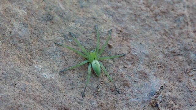 Araña Micrommata ligurina смотреть онлайн