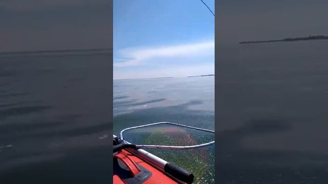 Калининградский судак смотреть онлайн