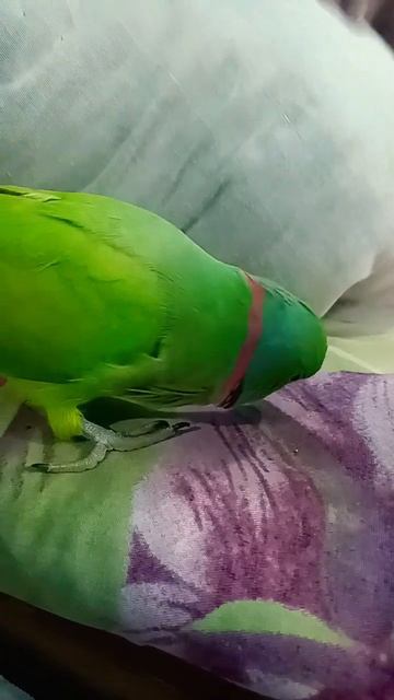 #talkingparrot#parrot🦜🧍🏻🦜 смотреть онлайн