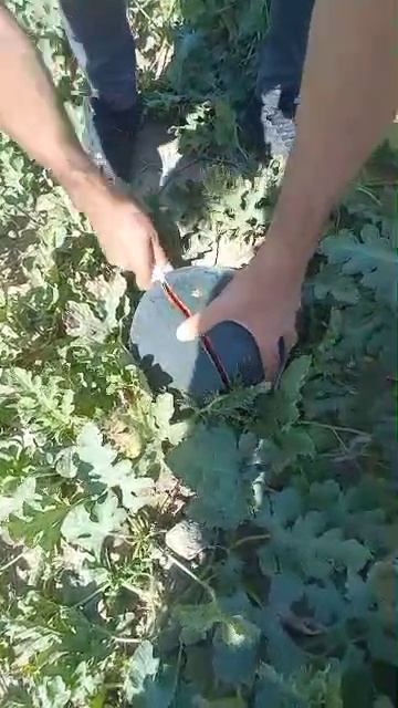 Арбузы оптом из Ирана.
