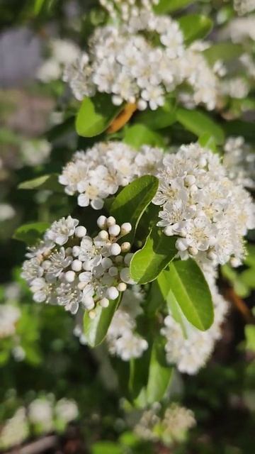 Mohave Pyracantha #flowers #gardening #정원 #꽃 #gardentour #floweringtrees #tree #꽃구경 смотреть онлайн