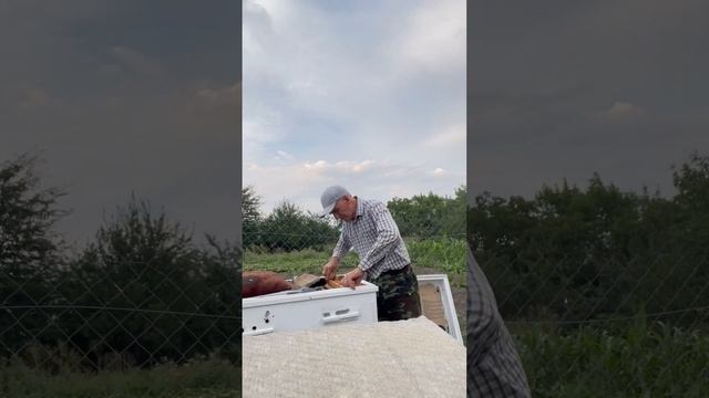 Старые рамки с мёдом подставляю отводкам!🐝 смотреть онлайн