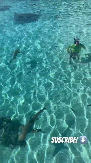 Swimming with sharks Moorea Tahiti French #paulgauguin #fishing #travel #sharks смотреть онлайн