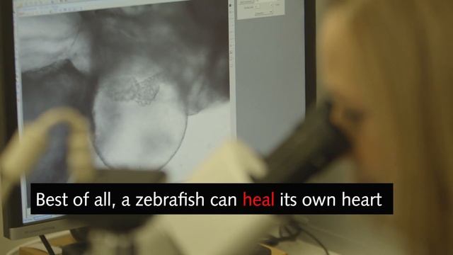 Zebrafish - Aiding scientific breakthroughs in cell regeneration - Victor Chang Cardiac Research смотреть онлайн